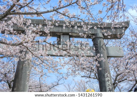 Omura, Nagasaki prefecture/ JAPAN-March 31 , 2019: Cherry blossom season on spring at Omura Park