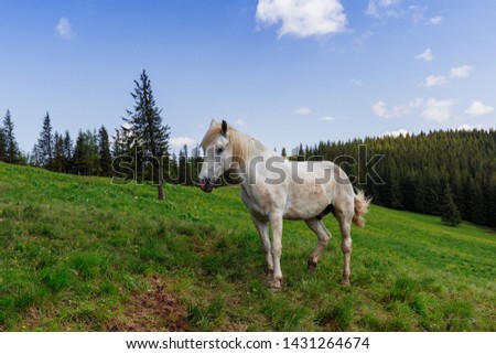 The wild white horse on a grenn hill.