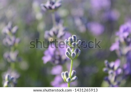 NAtural lavender picture on summer