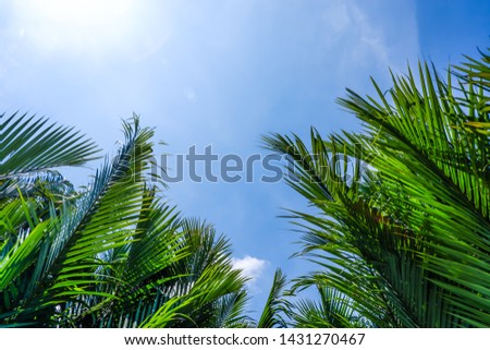 Bright green palm leaves with blue sky.beautiful tropical background
