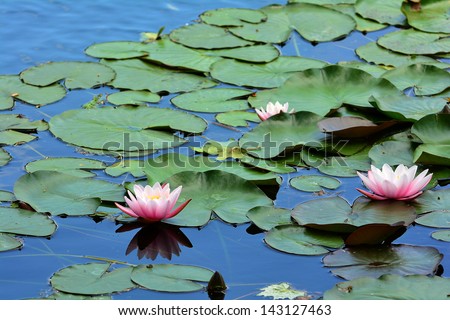 Beautiful photo of a blooming pink water lilies in a water garden.
