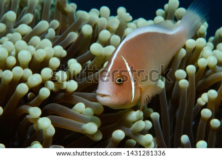 Pink anemonefish /pink anemonefish diagonal
Pink anemonefish is hiding in anemone, Panglao, Philippines