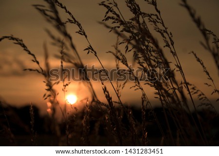 Evening mood with long tall grasses. The sun sets