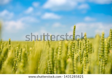 Field of wheat with sky