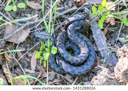 Wild snake. Close up photo of exotic snake on the ground. Specie of reptile. Venomous snake, which is extremely widespread in most parts of Europe.
