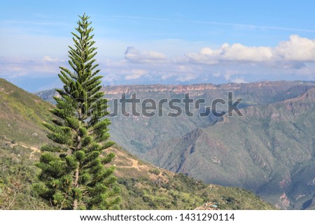 Photography of a pine tree with mountains and cannyon background 