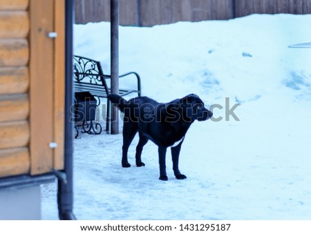 Black Labrador Retriever dog guarding house in his booth in winter