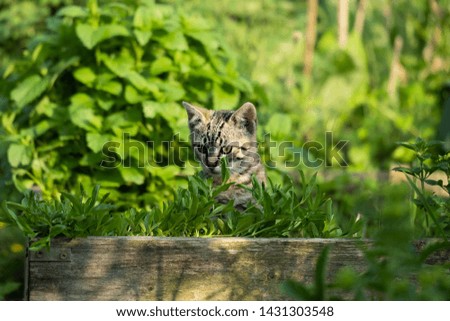 A cute kitten is playing in the permaculture garden.