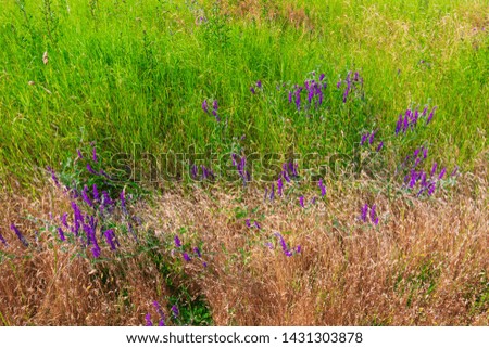 Purple flowers in a green meadow