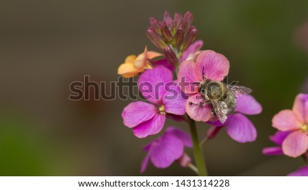 Hairy-footed Flower bee (Anthophora plumipes)
