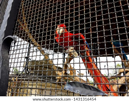 beautiful and well-meaning red parrot
