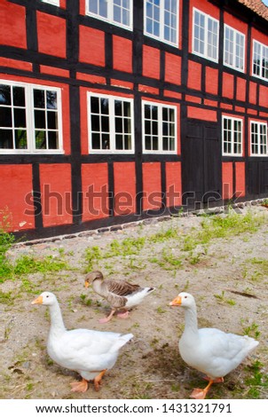 Three geese in front of a red half-timbered building with rows of windows. Two geese are white and one is brown. Photo was taken in Den Gamle By (The Old Town), in Aarhus, Denmark. 