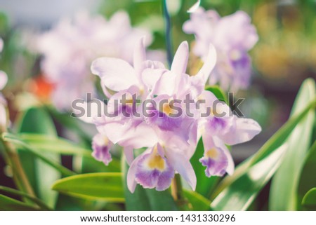 close up photo of a beautiful open colored flower orchid with blurred background
