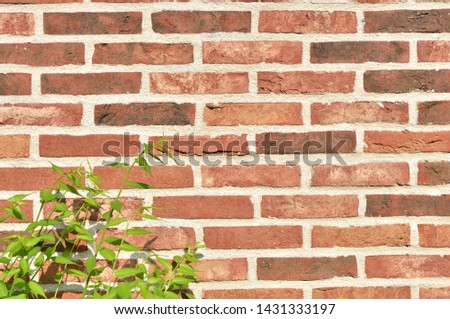 Background material of brick and plant.