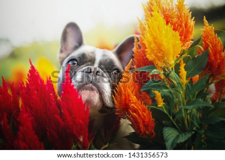 Small beautiful dog between red yellow flowers. French bulldog. Impressive dog portrait. Close up.