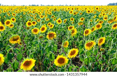 A field of blooming sunflowers. Field of sunflowers in summer in Sunny weather