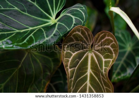 Tropical leaves background, green botanical texture. Beautiful leaves background for wallpaper and backdrop.
Tropical, botanical garden, flowers, plants, nature concept.