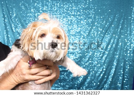 Man in a Photo Booth with a Dog. A man poses and smiles while in a photo booth with blue sequin drapes with a small dog. Photo Booths are fun for everyone even dogs. 
