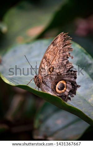 The Brazilian Little Owl Butterfly (Caligo eurilochus brasiliensis) sitting on green leaf with broken wings. Old butterfly in Botanical garden ZOO, Nature context.