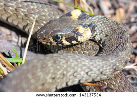 Funny grass snake  taken in early spring