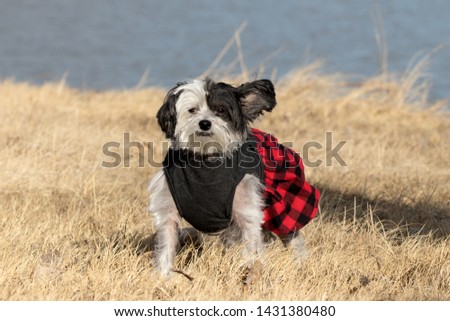 Chinese Crested Dog Photo shoot at state park
