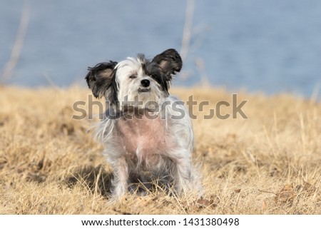 Dog Photo shoot at state park