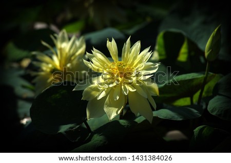 Pink lotus: High quality lotus image. Image of high quality pink lotus.