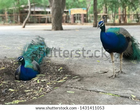 Beautiful Peacock Walking On The Ground