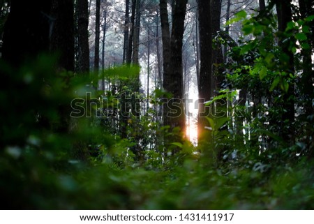 sunrise in the middle of forest 