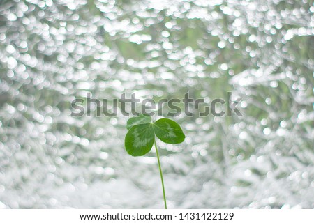 Clover leaf on silver bokeh background. St.Patrick 's Day.