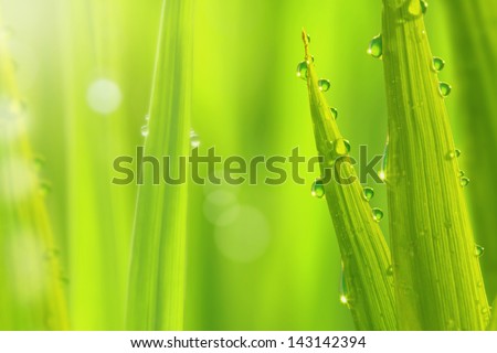 close up of fresh green grass with dews drop