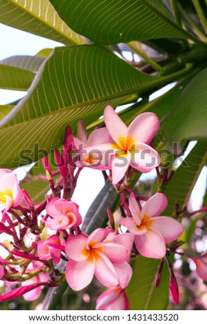 Pink Plumeria flower in the evening time at Laos.