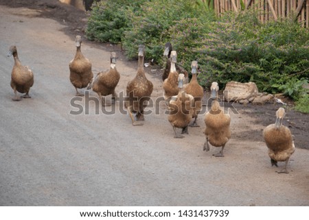 ducks lined up in the middle of the road