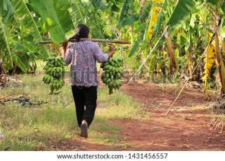 
Farmers are carrying bananas in the grass fields to cook food, taking pictures as blurred
