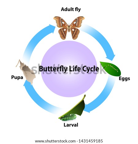 Butterfly life cycle vector on white background