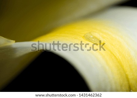 yellow Lily with yellow center isolated on black