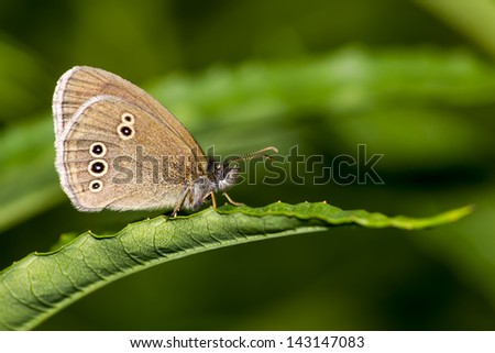 Portrait of a butterfly (Coenonympha hero)