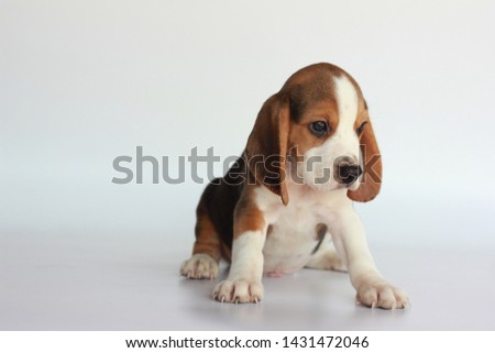 Tri color adorable beagle puppy age around 2 month sit and looking forward on white background with copy space for text and advertisement.