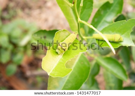 The Lime Butterfly worm is eating the leaves of a lemon tree