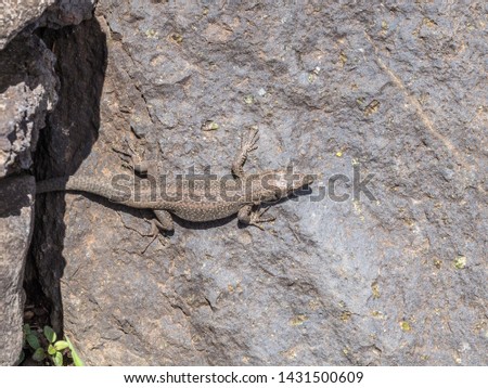 The close up picture of lizard in the sunny rocks. Madeira, Portugal.