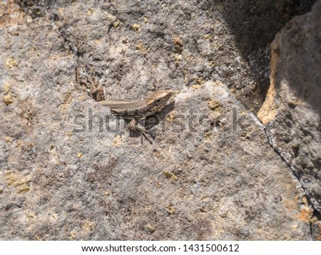 The close up picture of lizard in the sunny rocks. Madeira, Portugal.