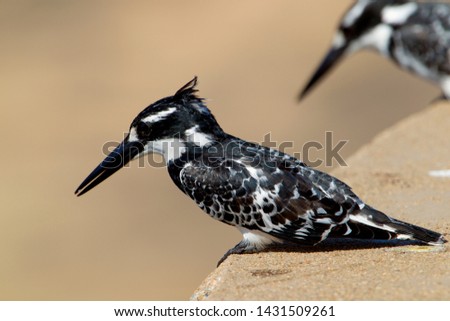 Pied Kingfisher (Ceryle rudis), fishing, Kruger National Park, South Africa.