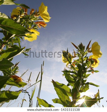 yellow flowers on then meadow with sky