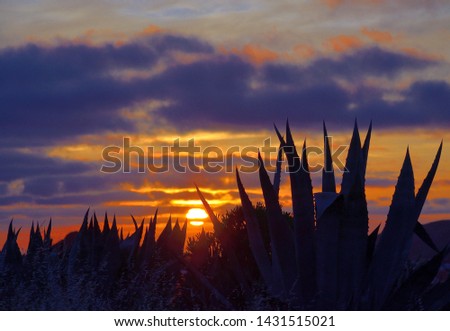 Amazing dawn with covered sky, sun among clouds and agave plants in foreground