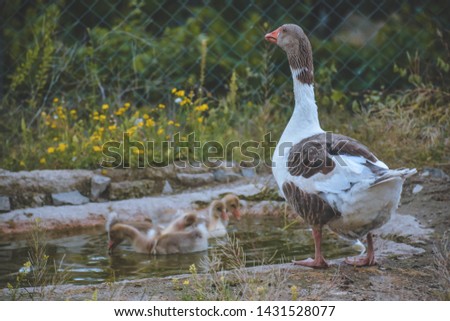 feed for goose meat and feather