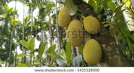 Jackfruit or breadfruit in tree of bangladesh