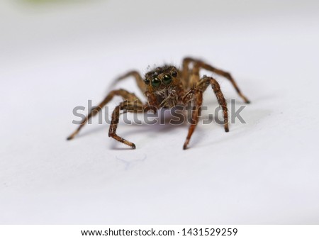 Spider macro photography on white background.