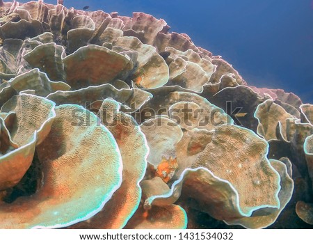 Cabbage Coral forming part of a coral reef in El Nido, Palawan, Philippines Royalty-Free Stock Photo #1431534032