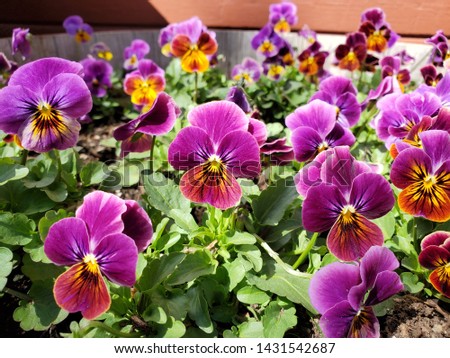 Beautiful pansies flowers in the pot in Rhodes island park.