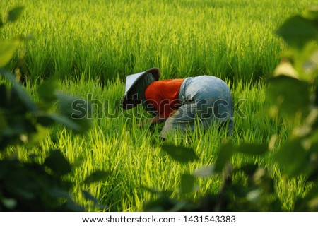 The rice farmer in Indonesia, Lombok is taking care of the field.